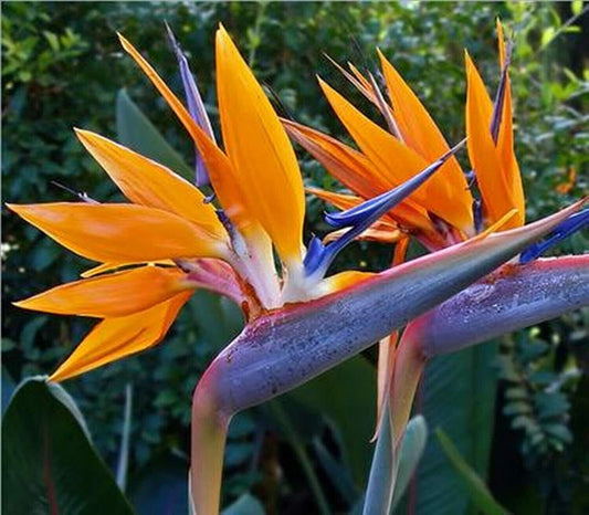 8 Bird Of Paradise Strelitzia Reginae Tropicl Orange Flower Seeds | www.seedsplantworld.com