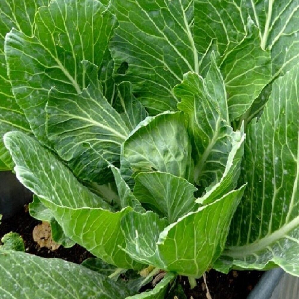 50 Vates Collards NON-GMO Heirloom Vegetable Seeds | www.seedsplantworld.com