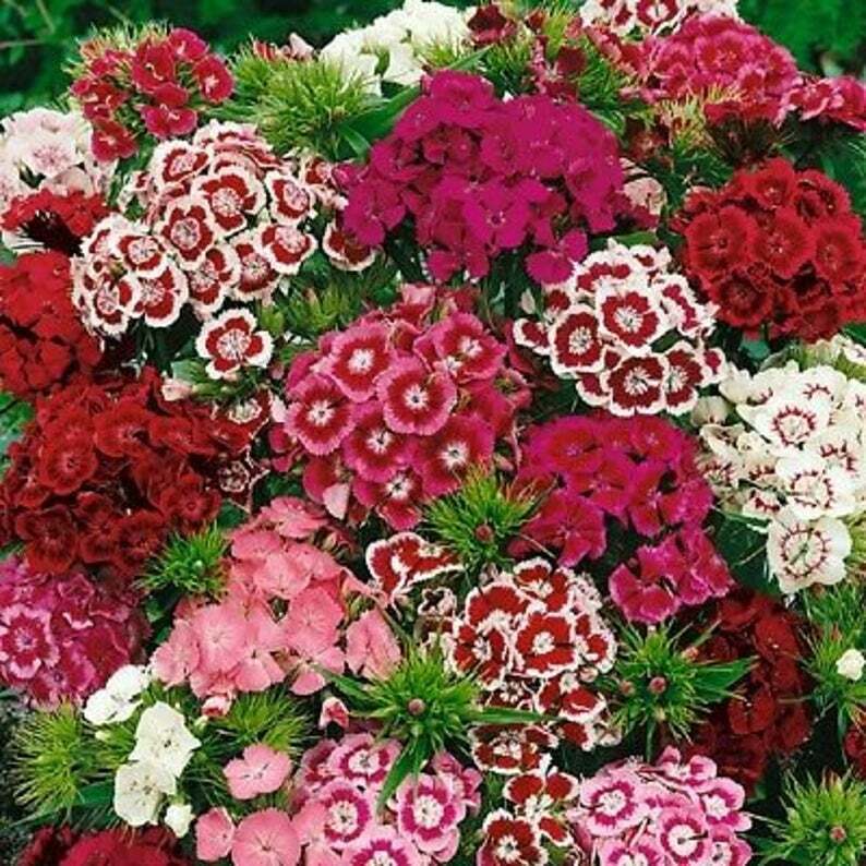 350+ Sweet William Mixed Multi-Color Scented Flower Seeds | www.seedsplantworld.com