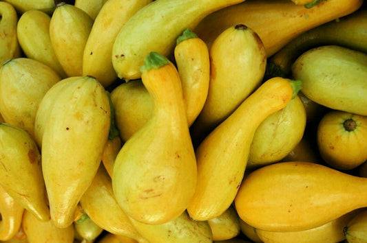 30 Ct Crookneck Squash Golden Yellow Summer Garden Vegetable Seeds | www.seedsplantworld.com