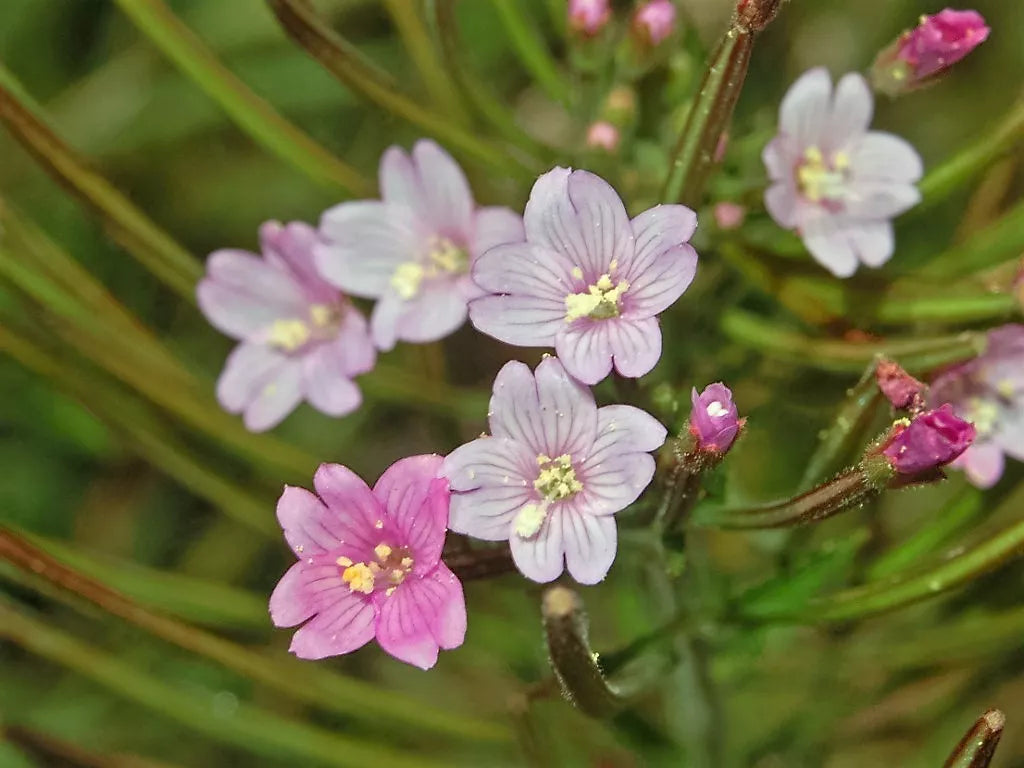 100 Cinnamon Willowherb Eastern Purpleleaf Epilobium Coloratum Flower Seeds | www.seedsplantworld.com