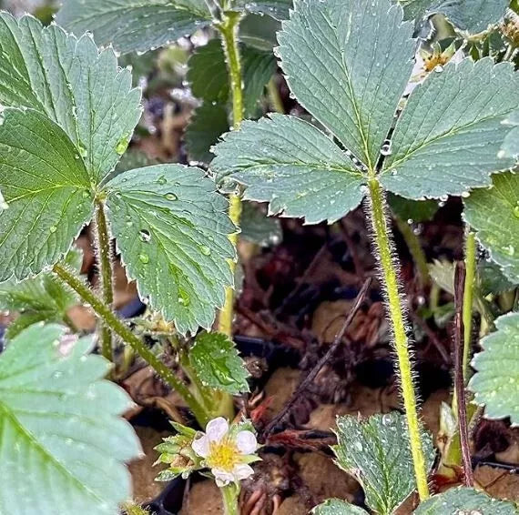 6 Live Cabot Strawberry Plugs June Bearing Strawberry Plants) Fruit Plants