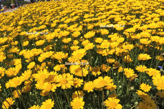 250 Yellow Daisy Chrysanthemum Multicaule Mini Marguerite Flower Seeds | www.seedsplantworld.com