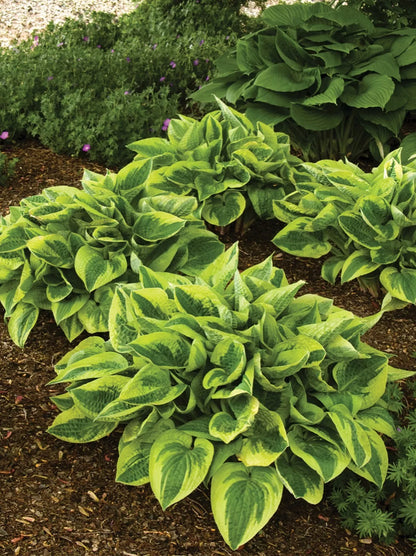 1 Wide Brim Hosta Bare Root Perennial Plant Thrives In Shady Areas Rooted Plant | www.seedsplantworld.com