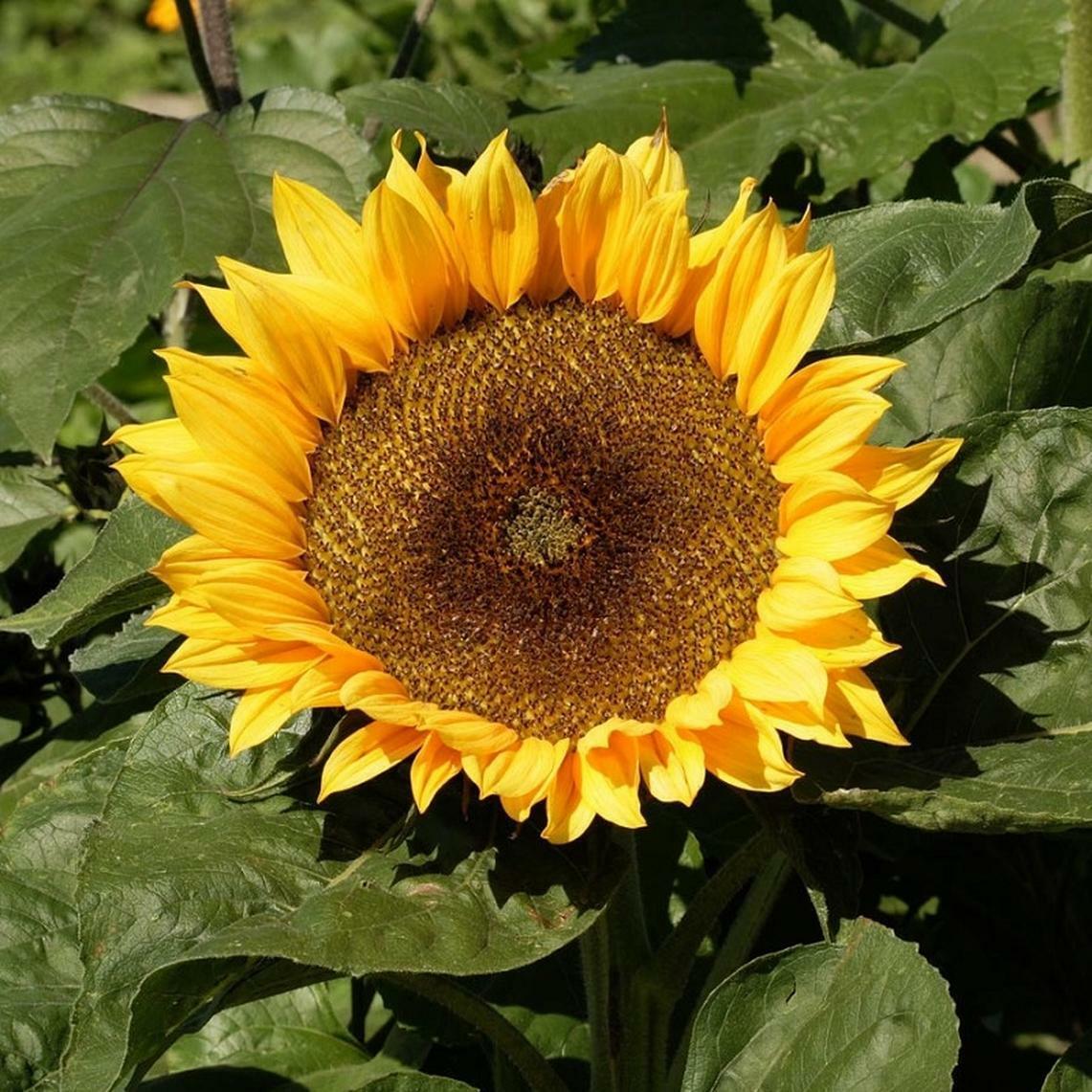 50+ Sunflower Dwarf Sunspot Yellow Annual Flower Seeds | www.seedsplantworld.com