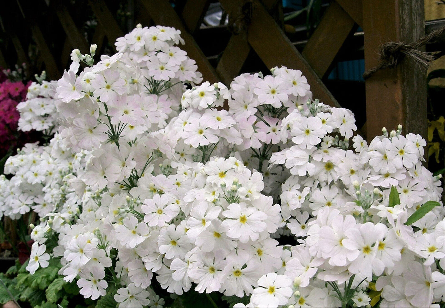 100 White Fairy Primrose Primula Malacoides Shade Houseplant Flower Seeds | www.seedsplantworld.com