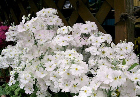 100 White Fairy Primrose Primula Malacoides Shade Houseplant Flower Seeds | www.seedsplantworld.com