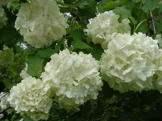 Old Fashion Snowball Viburnum Live Plant 4" Pot