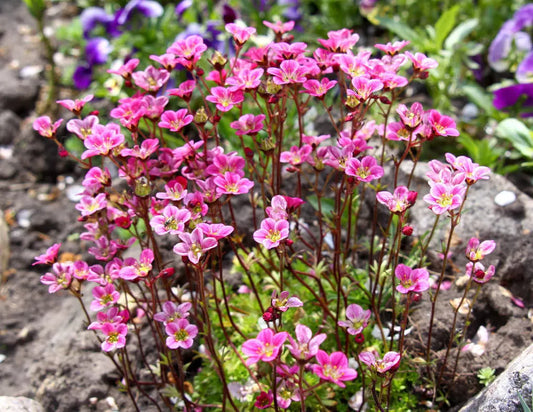 50 Rose Robe Saxifraga Saxifraga Arendsii Mossy Rockfoil Flower Seeds | www.seedsplantworld.com