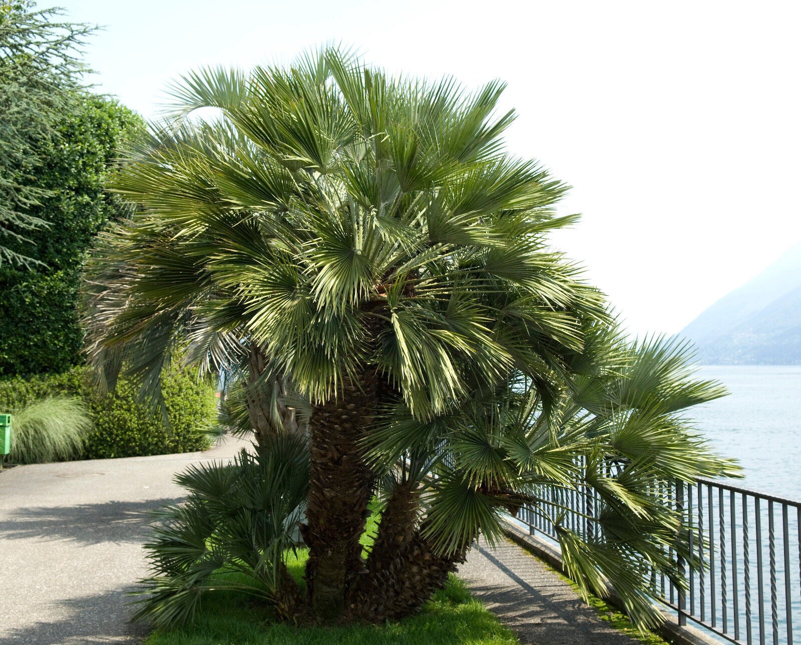 5 Common Windmill Palm Tree Trachycarpus Fortunei Hardy Chusan Houseplant Seeds | www.seedsplantworld.com