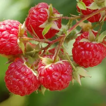 2 Joan J Raspberry Red Raspberry Plants (Organic Grown) Fruit Plants