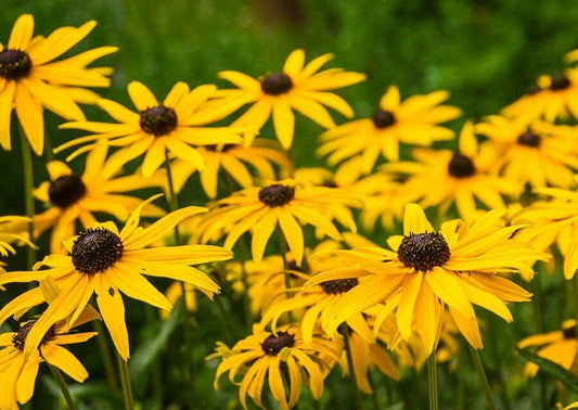 2000+ Black Eyed Susan Rudbeckia Yellow Flower Seeds | www.seedsplantworld.com