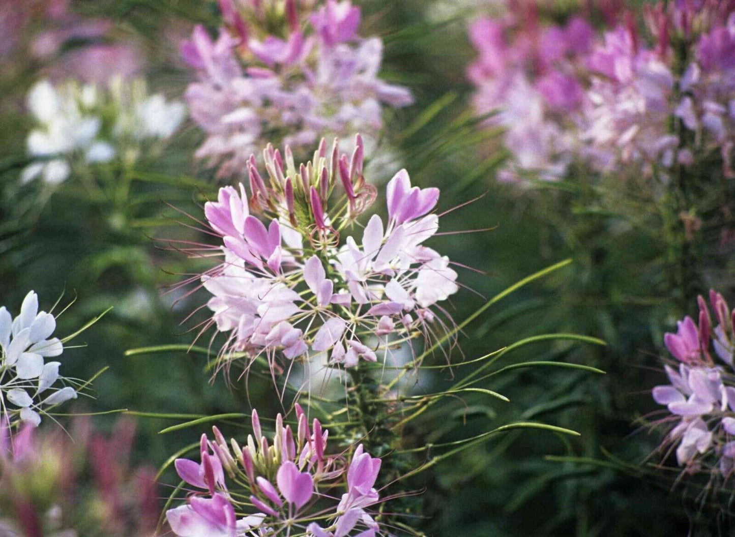 100+ Cleome Spider Plant Annual Pink White Blossoms Flower Seeds | www.seedsplantworld.com