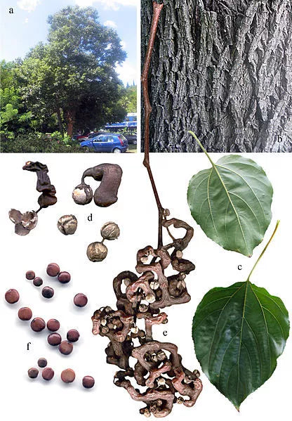 25 Japanese Raisin Tree Edible Fruit Oriental Honey Flowers Hovenia Dulcis Seeds | www.seedsplantworld.com