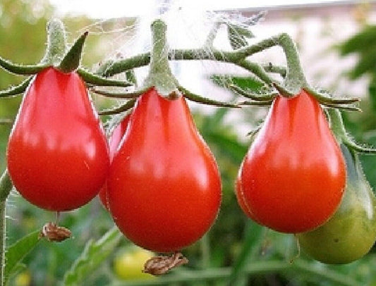 100 Ct Red Pear Tomato Garden Heirloom NON-GMO Vegetable Seeds | www.seedsplantworld.com