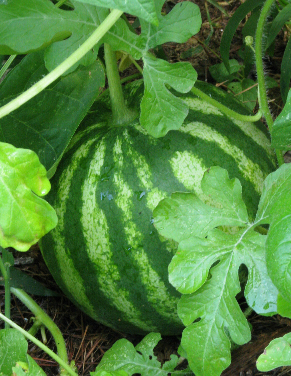 30+ Sugar Baby Watermelon Melon Garden NON-GMO Fruit Seeds | www.seedsplantworld.com