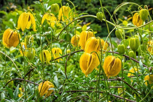 10 Yellow Clematis Radar Love Vine Climber Clematis Tangutica Flower Seeds | www.seedsplantworld.com