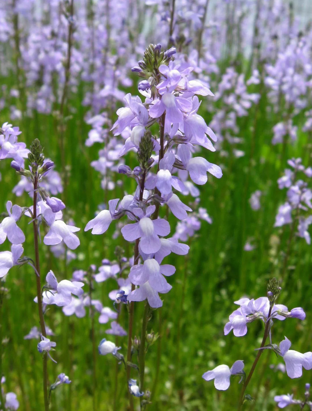 100 Blue Toadflax Linaria Canadensis Antirrhinum Canadian Flower Seeds | www.seedsplantworld.com