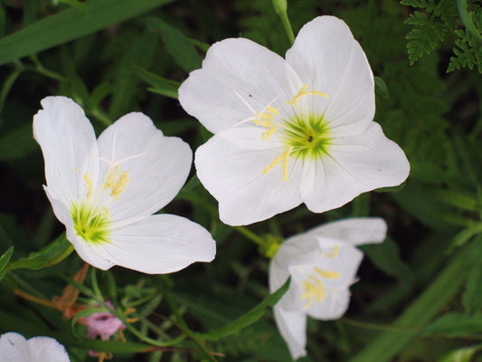 575 Primrose White Flower Evening Rare Perennial Flower Seeds | www.seedsplantworld.com