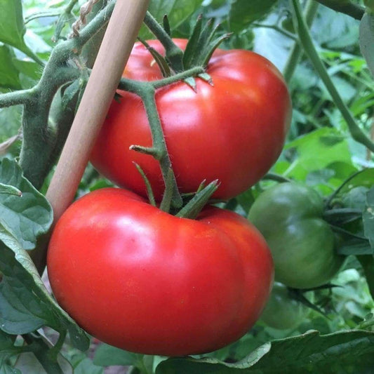 100 Ct Delicious Tomato World Record NON-GMO Vegetable Seeds | www.seedsplantworld.com