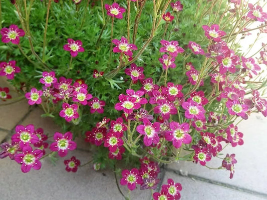 50 Purple Robe Saxifraga Saxifraga Arendsii Moss Rockfoil Evergreen Flower Seeds | www.seedsplantworld.com