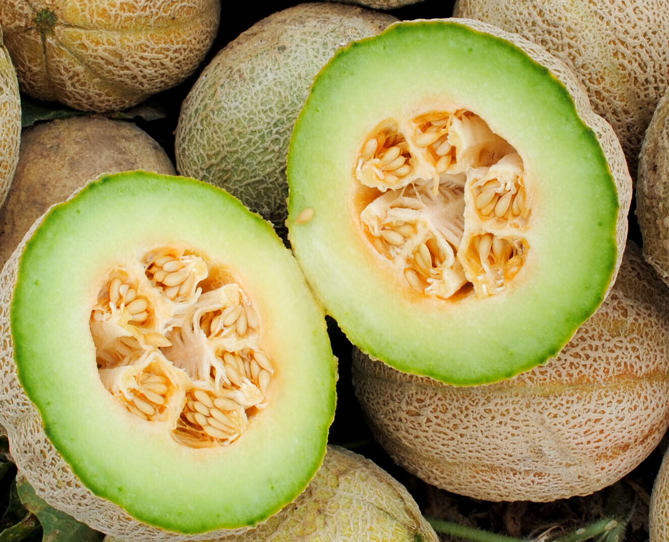 50+ Rocky Ford Cantaloupe Green Flesh Eden Gem Melon Fruit Seeds | www.seedsplantworld.com