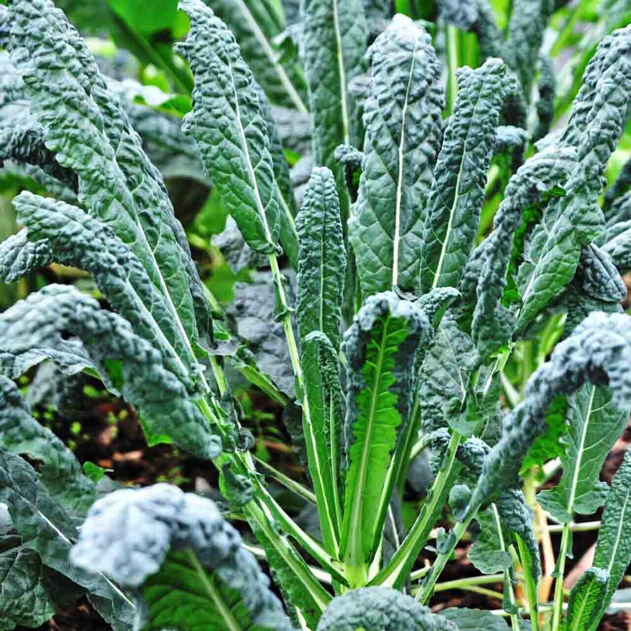 500+ Lacinato Kale Black Tuscan Dinosaur Kale Vegetable Seeds | www.seedsplantworld.com