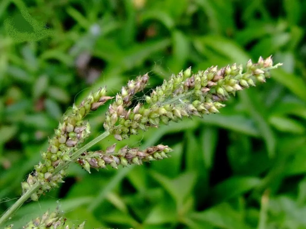 100 Walter'S Barnyard Grass Wetland Ornamental Echinochloa Walteri Seeds | www.seedsplantworld.com