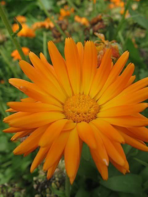 50 Radio Marigold English Calendula Officinalis Orange Yellow Flower Seeds | www.seedsplantworld.com