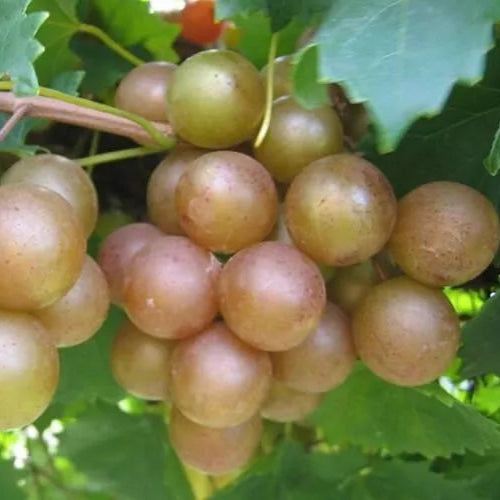 2 Fry Muscadine Grape Vine Bare Root Live Plant Bare Root Plants | www.seedsplantworld.com