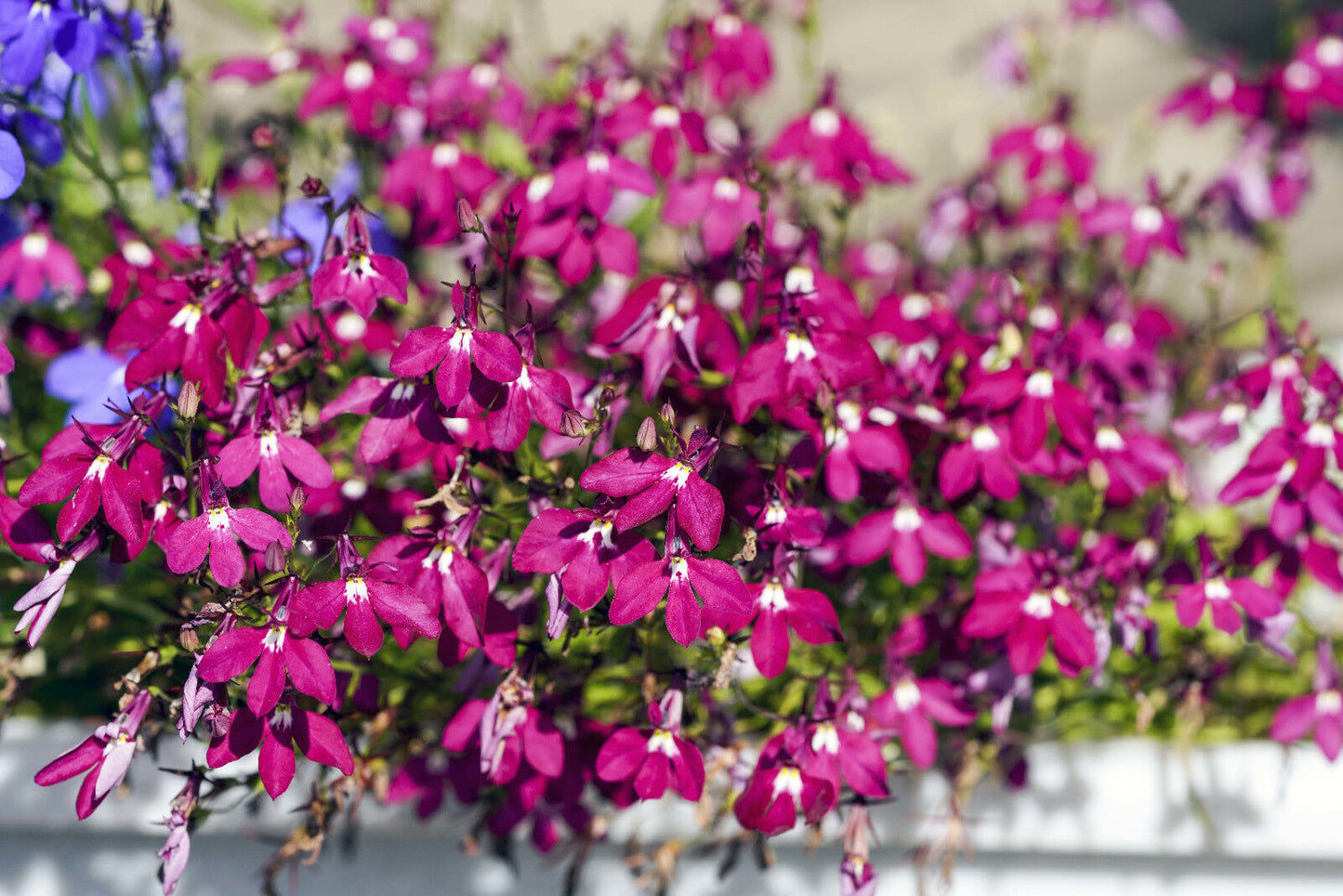 200 Red Crimson Fountain Lobelia Erinus Flower Seeds | www.seedsplantworld.com