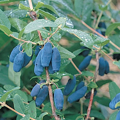 1 Blue Berry Honeyberry 1 Gallon Healthy Live Plant Very Good Productivity Fruit Plant