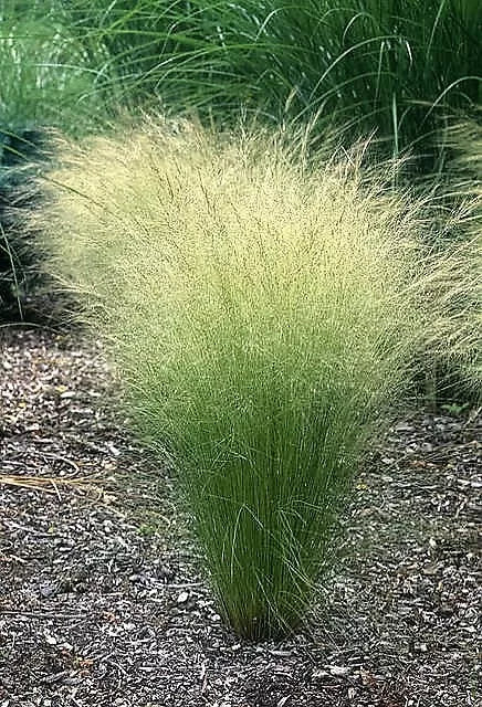 25 Mexican Feather Grass Pony Tails Ornamental Stipa Tenuissima Seeds | www.seedsplantworld.com