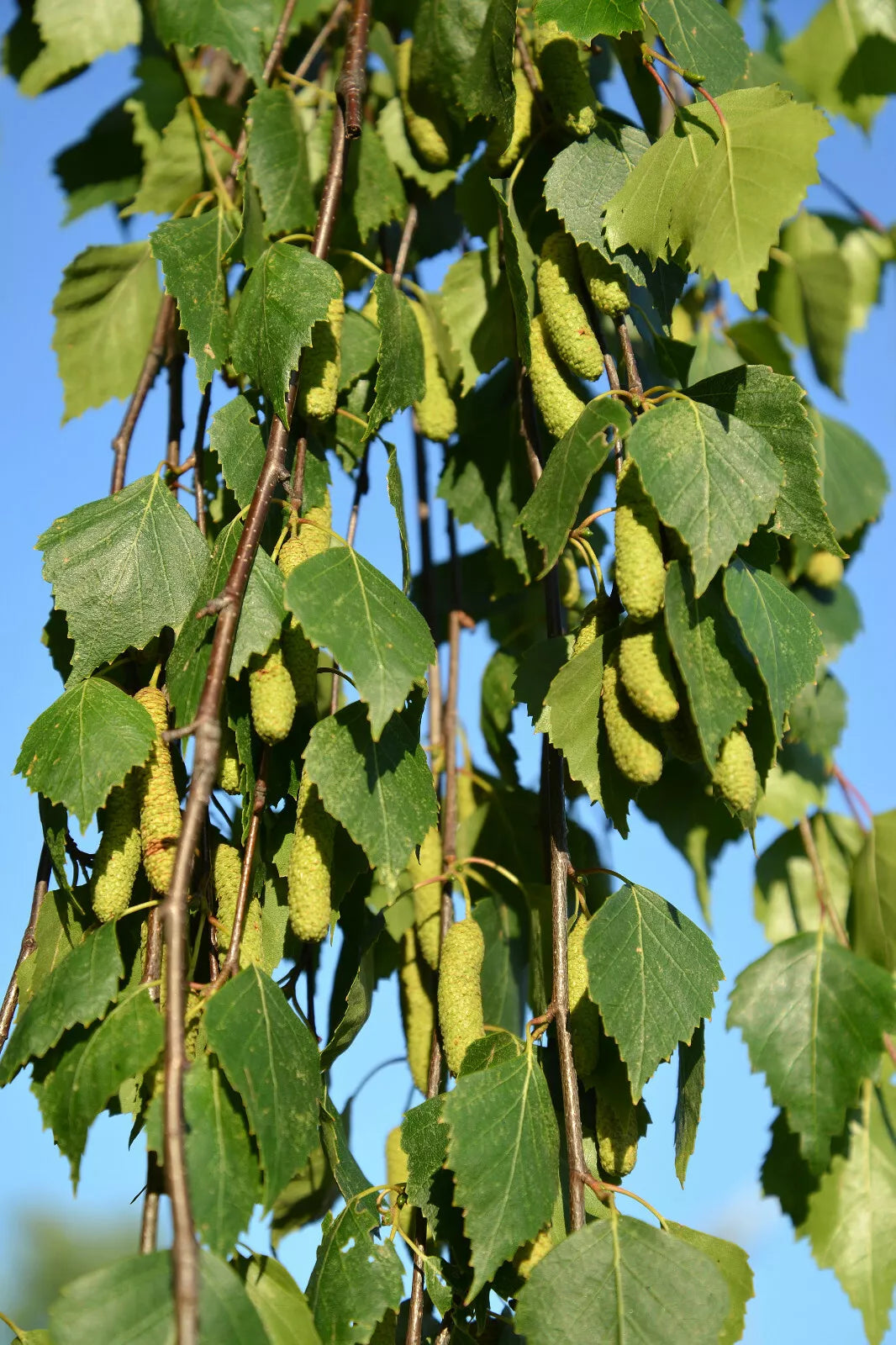 Weeping Birch 1000 Seeds