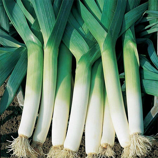 200+ Leek American Flag Garden Heirloom NON-GMO Vegetable Seeds | www.seedsplantworld.com