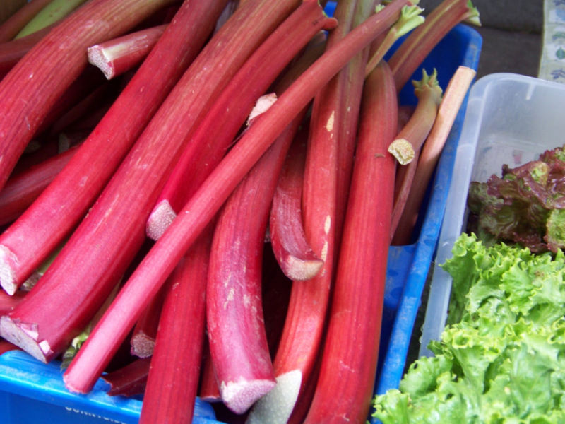 30 Rhubarb Rhubarb Perennial Vegetable Seeds | www.seedsplantworld.com