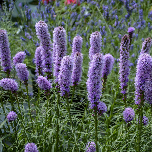 100+ Gayfeather Spiked Liatris Spicata Flower Seeds | www.seedsplantworld.com