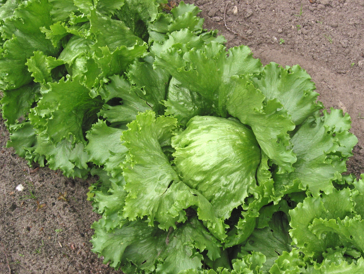 1000 Great Lakes Lettuce Batavian Iceberg Lactuca Sativa Vegetable Seeds | www.seedsplantworld.com