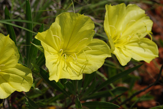 25 Primrose Missouri Ozark Sundrop Yellow Flower Seeds | www.seedsplantworld.com