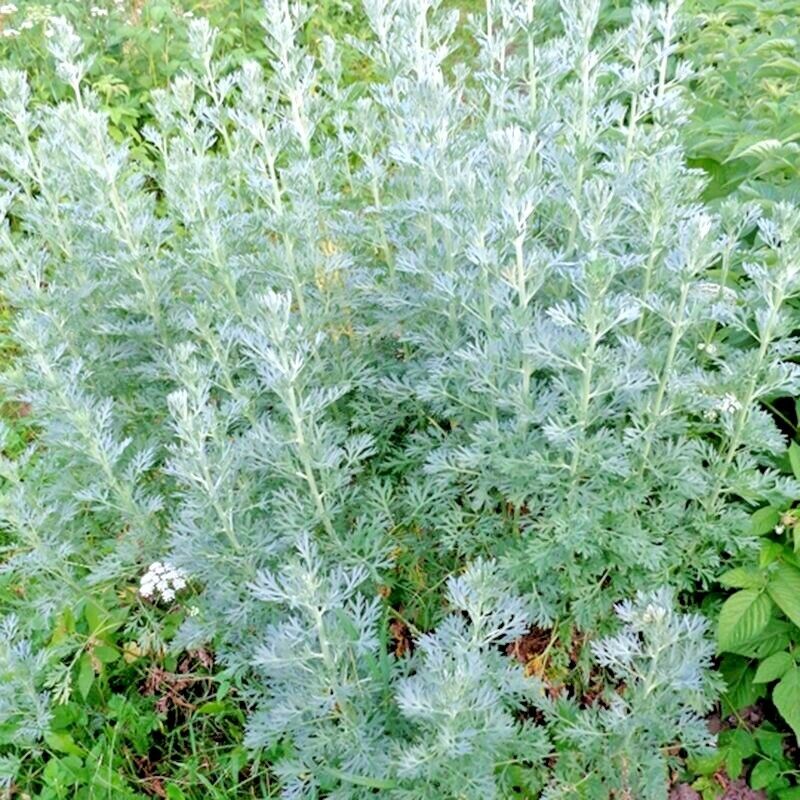 3000 Wormwood Absinthe Spring Perennial Mosquito Pests Deer Repellent Flower Seeds | www.seedsplantworld.com