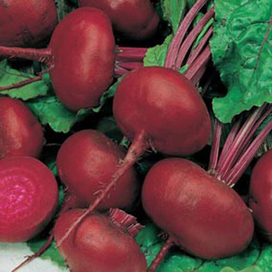 100 Ct Beet Crosby's Egyptian NON-GMO Vegetable Seeds | www.seedsplantworld.com