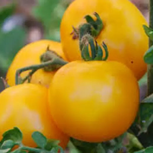 10 Mountain Gold Tomato Seeds Non-GMO Vegetable Seeds | www.seedsplantworld.com