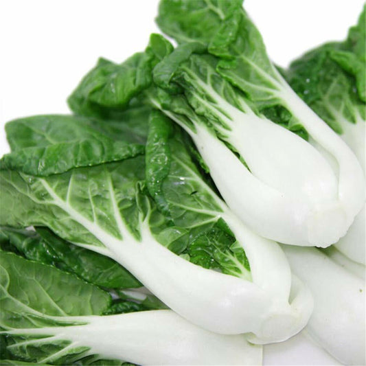 500+ Pak Choi Cabbage White Stem Chinese NON-GMO Vegetable Seeds | www.seedsplantworld.com