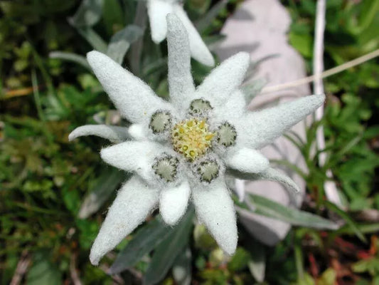 50 Edelweiss Leontopodium Alpinum Flower Seeds | www.seedsplantworld.com