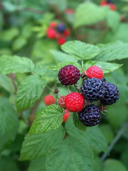 1 Black Hawk Live Raspberry Plants Pruned And Ready For Planting (1-2 Yr Old) Fruit Plant