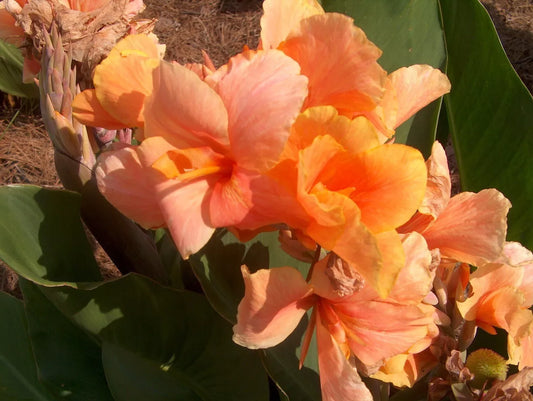 2 Tropical Sunrise Dwarf Canna Lily Bulb Tuber Rhizomes Exotic Apricot Flowers Bulbs Plant | www.seedsplantworld.com