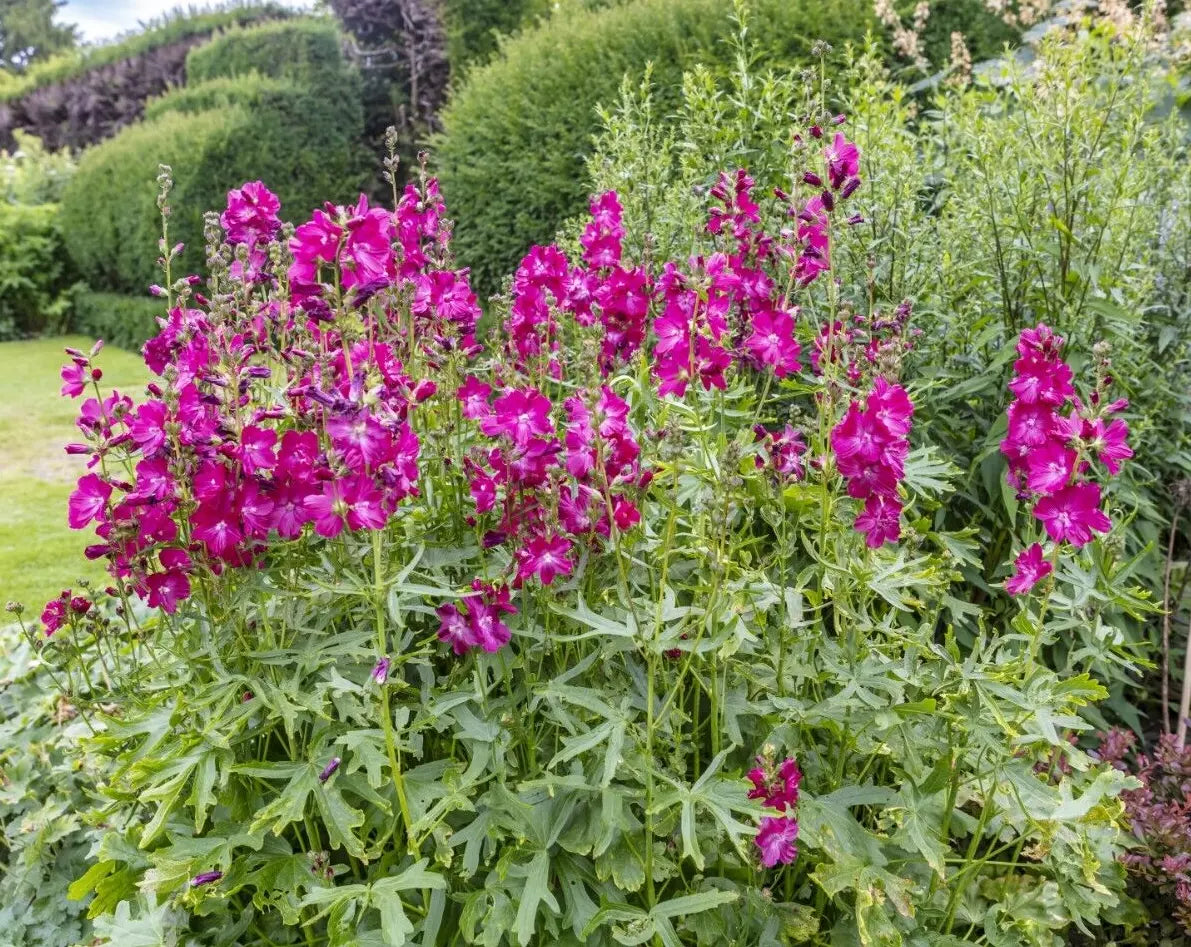 Pretty Pink Sidalcea, 150 Seeds