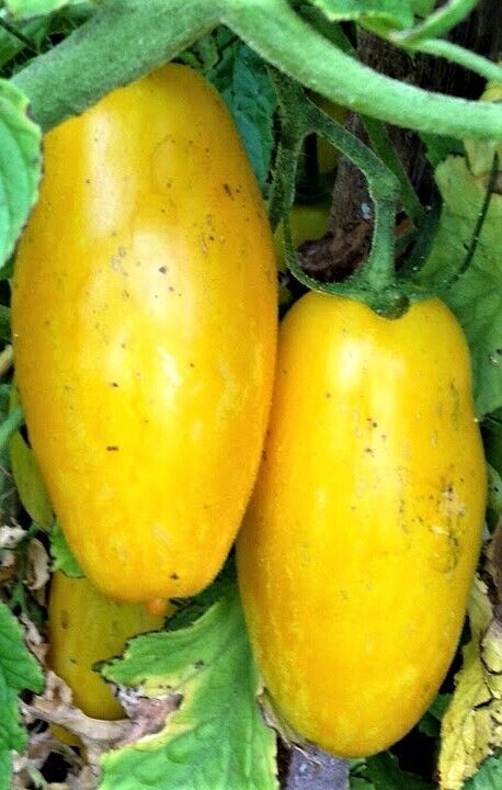 50 Ct Banana Legs Yellow Tomato Heirloom NON-GMO Vegetable Seeds | www.seedsplantworld.com