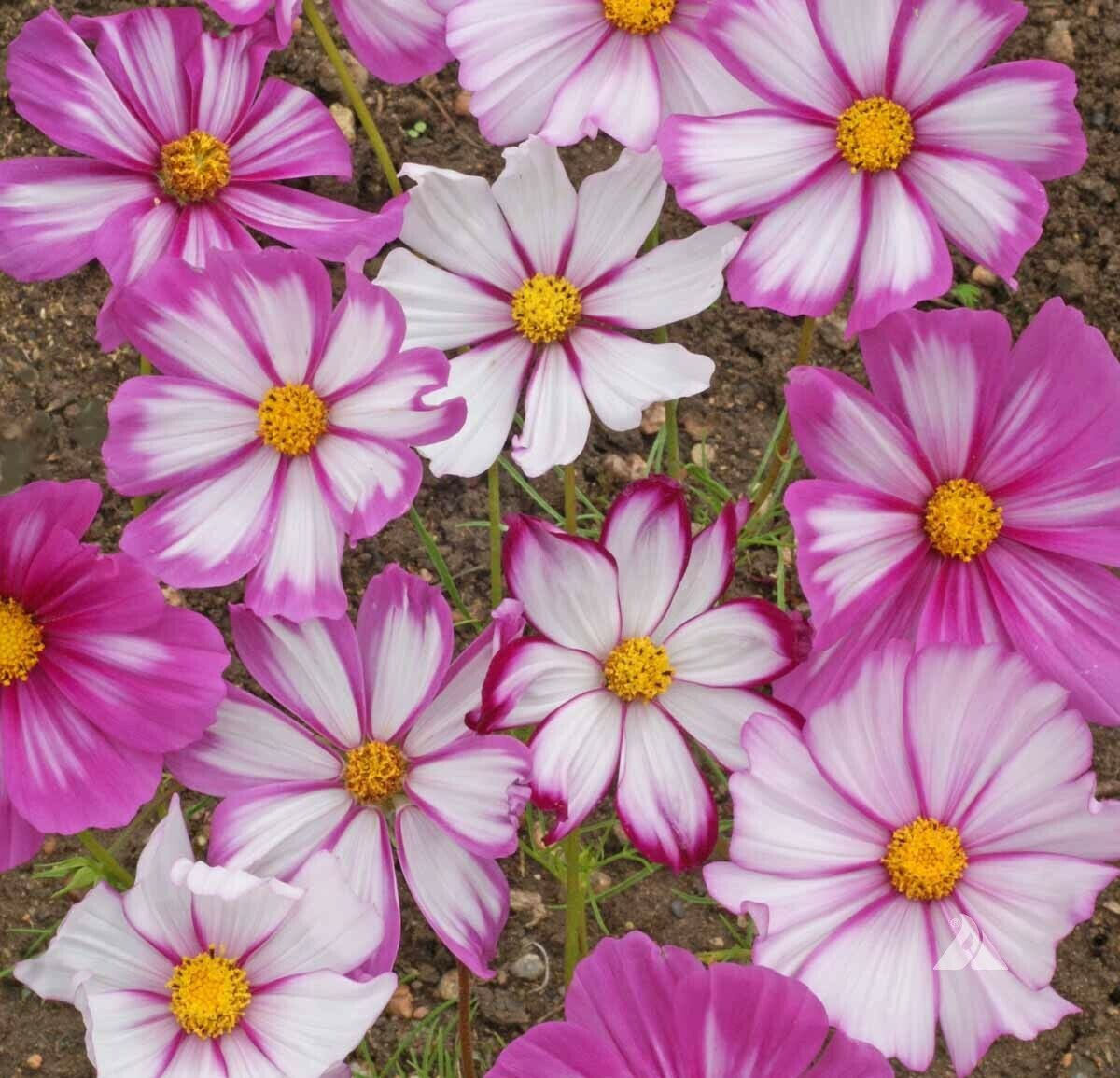 100 Ct Cosmos Candystripe Flower Seeds | www.seedsplantworld.com