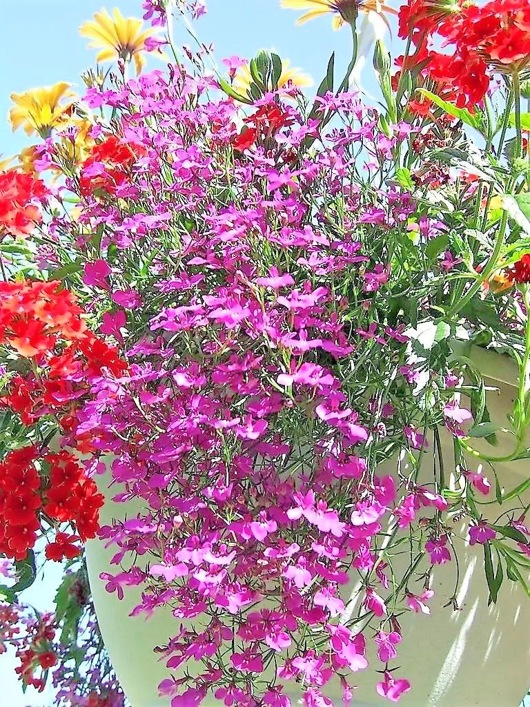 200 Rosamond Lobelia Erinus Carmine Red & White Flower Seeds | www.seedsplantworld.com